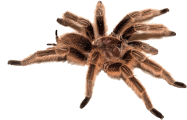 Spider Icon Png - Tarantula Transparent Background