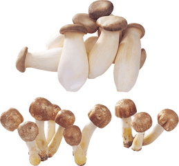 Mushrooms Png Transparent - Portable Network Graphics