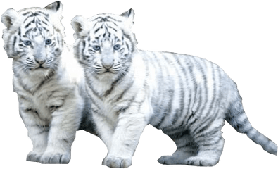 Download White Tiger Png File - Baby White Tiger