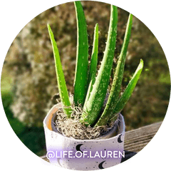 Aloe Vera - Care Tips For Your Plant Friend U2013 Lunarly Aloe Vera Png