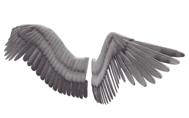 Angel Wings Png Image Background - Bird Wings Transparent Png