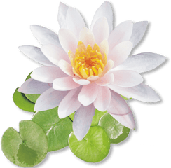 White Lotus Flower Png - Shri Ram On Lotus Flower