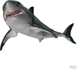 Great White Shark Transparent Png Image - Depth Great White Shark