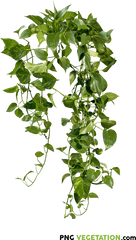 Png Vegetation Plants U0026 Trees High - Quality Cutout Plant Cut Out Png