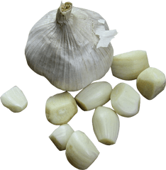 White Grey Garlic Polyvore Moodboard - Garlic Png