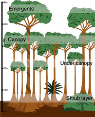 Format Definition Sun In The Forest - Structure Of The Rainforest Png