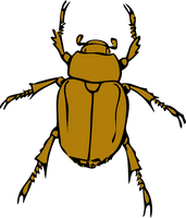 Beetle Bug Clip Art - Free PNG