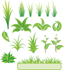 Bamboo And Grass Plant Vector 01 Download - Plant Vector Png