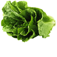 Lettuce Green Butterhead PNG Download Free