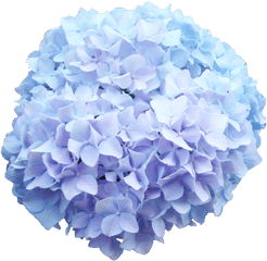 Baby Blue Hydrangea Png Flower Transparent Background