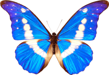 Download Butterfly Transparent Png 068 - Butterfly Patterns In Nature