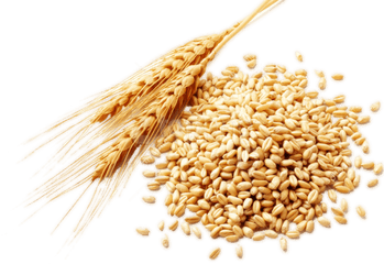 Wheat Png Images Free Download - Wheat Png