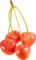 Cherries Png Image