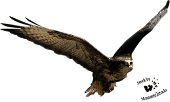 Flying Bird Free Download - Free PNG