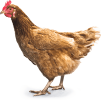 Chicken Png Image