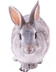 Rabbit Png Image - Bunny Rabbit Front View