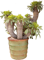 San Diego Cactus And Succulent Society Sdcss Winter Show - For Indoor Png