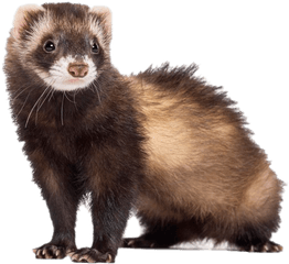 Ferret Png Images Hd - Ferret Paws