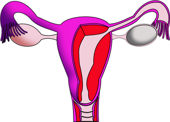 Uterus - Menstruation Clipart Png