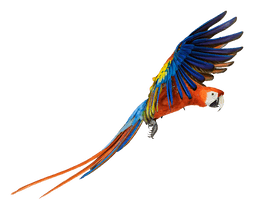 Macaw Png Pic