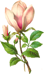 Download Flower Botanical Png Image - Magnolia Flower Botanical Illustration