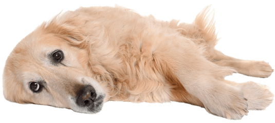 What Is Dog Flu - Northern Breed Group Png