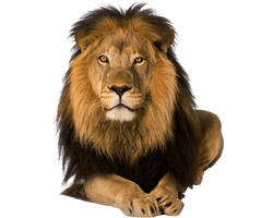 Training Cottages Travel Lion Amazing Leadership Safari - Free PNG