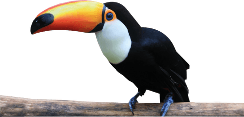 Tucan Antiqua - Tucan Png