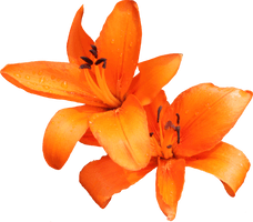 Lily Photo - Free PNG