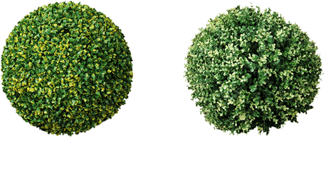 Boxwood Hedge Transparent Png Clipart - Ball Hedges