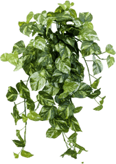 Ivy Png Transparent - Vertical