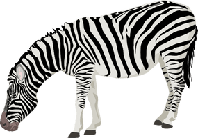 Zebra Free Download Png