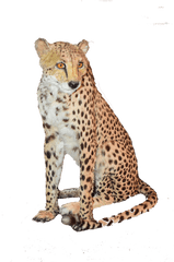 Sitting Cheetah Png Download Image - Cheetah Png Sitting