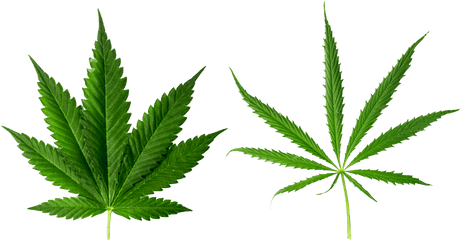 Marijuana Leaf Vector Png - Cannabis Indica