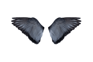 Half Wings Free PNG HQ