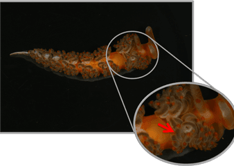 How Sea Slugs Steal The Defenses Of Their Prey Smithsonian - Marine Biology Png