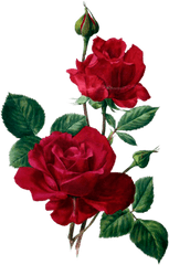 Red Roses - Roses Blue Roses Black Roses Lilacs Violets Desenhos De Rosas Vermelhas Para Imprimir Png