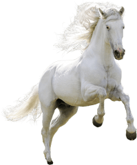 Mongolian Horse Arabian Ferghana Akhal - Teke Pony White Horse Png