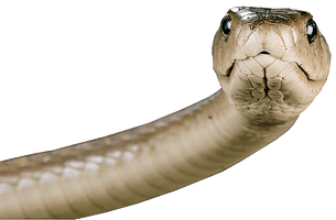 Snake Png Image Picture Download