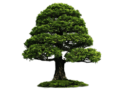 Tree Png Image