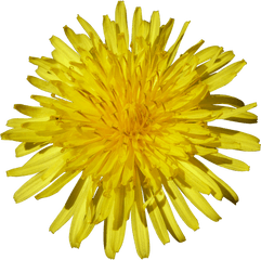 Dandelion Png Image For Free Download - Sunflower White Background