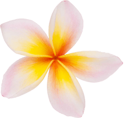 Transparent Background Plumeria Flower - Frangipani Flower Png Transparent