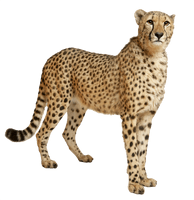 Cheetah Png File