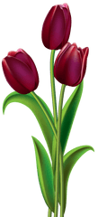 Tulips Png Clipart Image Gallery Yopriceville High Flower Transparent Background
