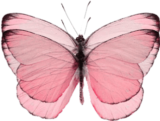 Pink Butterfly - Pink Butterfly Png