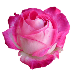 Buy Imported Fresh Roses Online From Ecuador Usa - Light Blue Rose Graphic Png