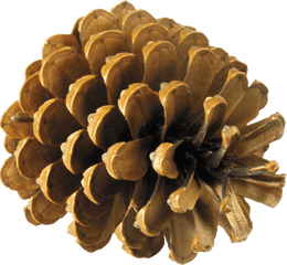 Pine Cone Png Clipart