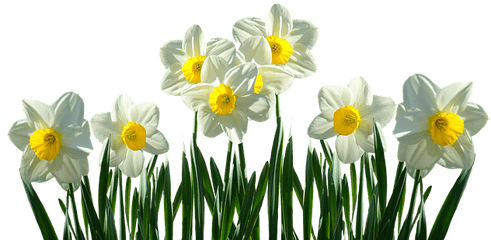 Lawrence County Daffodil Days - Daffodils Transparent Png