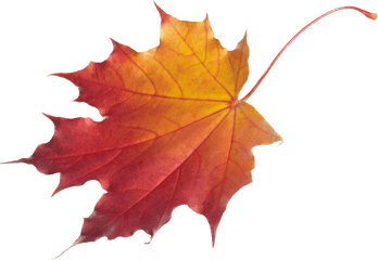 Maple Leaf Png Clipart - Falling Maple Leaf Png