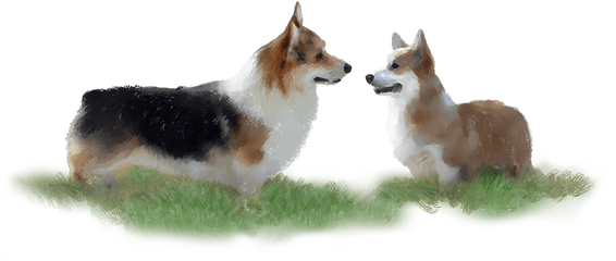 Corgiua Corwood Corgis - Welsh Corgi Pembrokes Pembroke Welsh Corgi Png